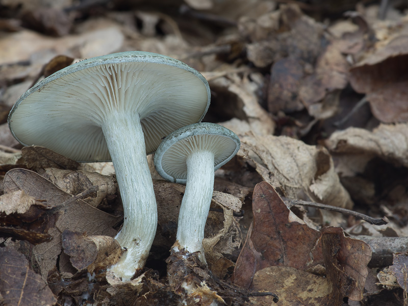 Clitocybe odora